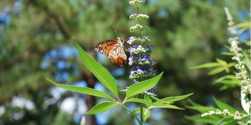 Best herbs for prostate