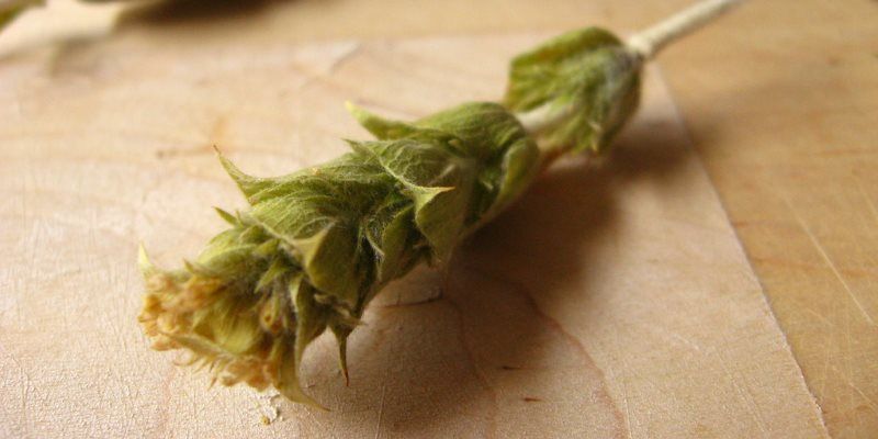 Mountain tea health benefits