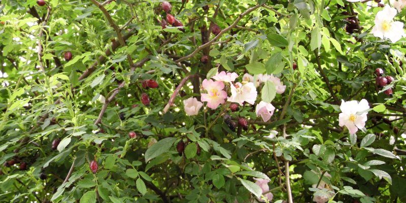 Wild rose nutritional value