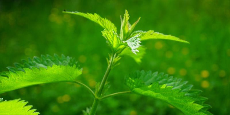 Herbs for treating diabetes