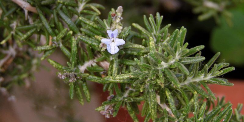 Rosemary health benefits