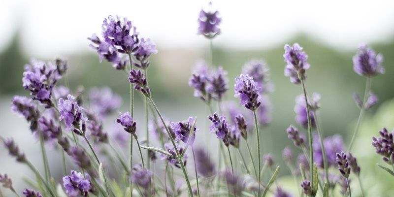 Lavender skin and hair benefits