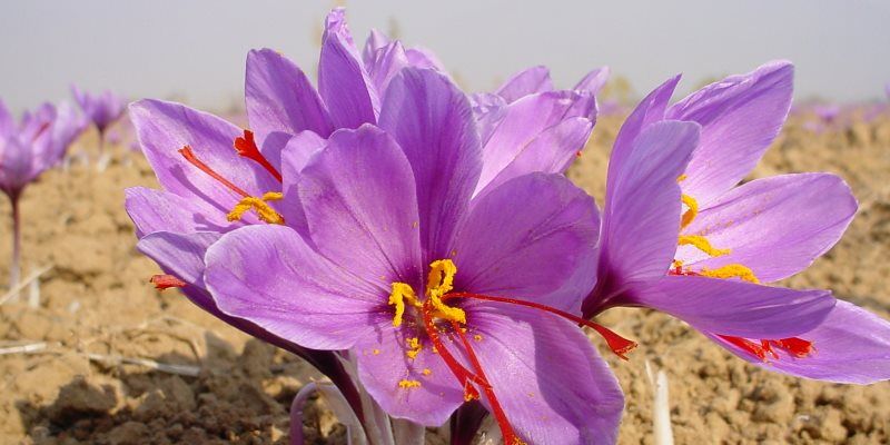 saffron - azafran