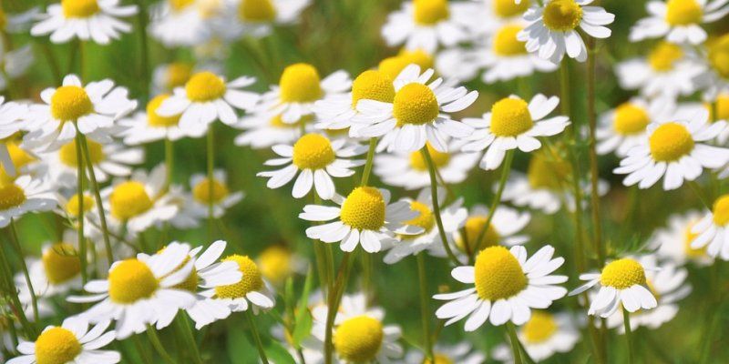 Chamomile skin and hair benefits