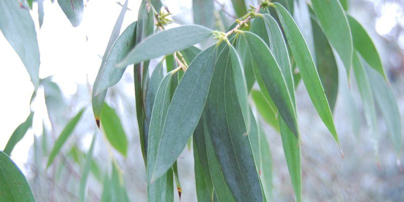 Eucalyptus cosmetic uses