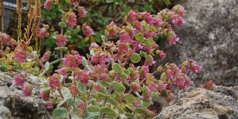 dittany skin benefits