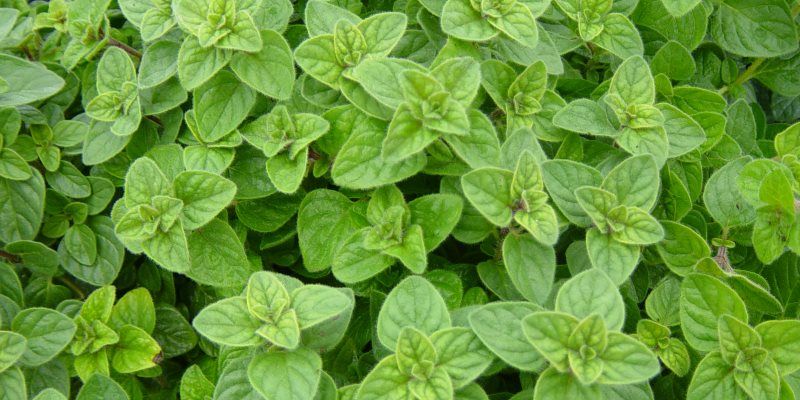 Oregano health benefits