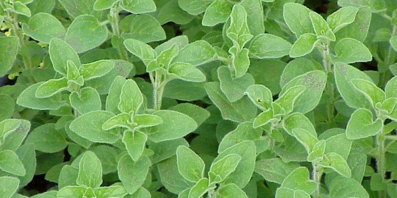 Oregano nutritional value