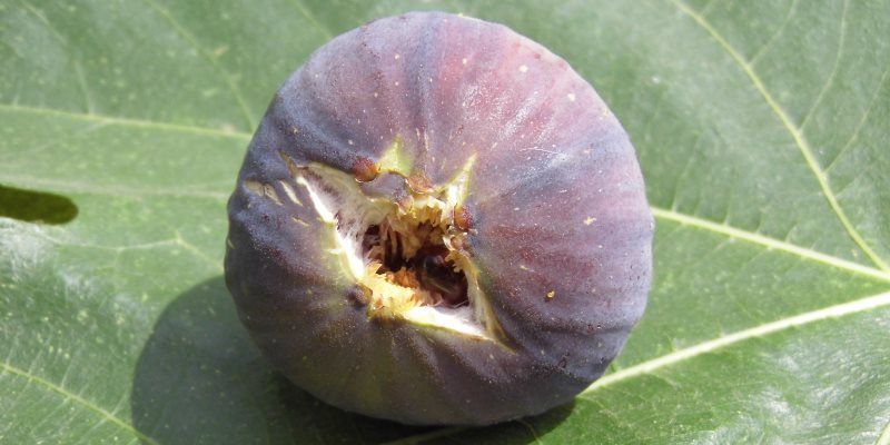 Fig health benefits