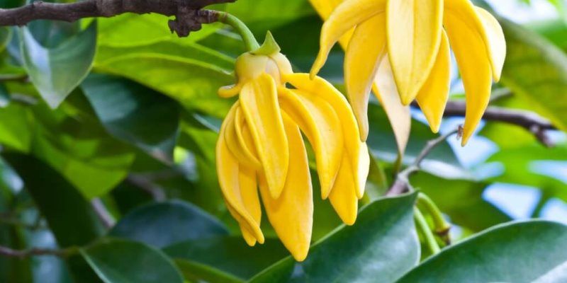 Ylang Ylang health benefits
