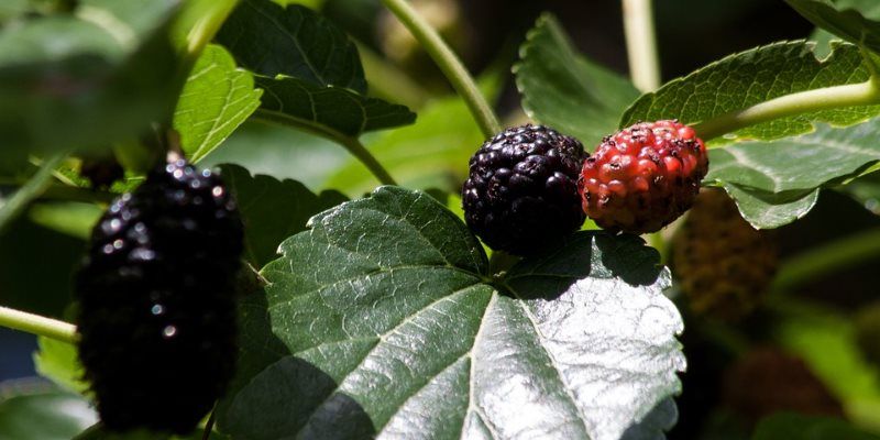 mulberry nutritional value