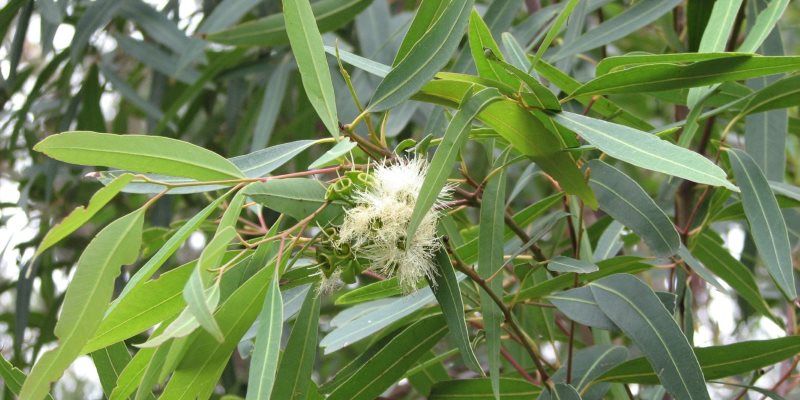 Eucalyptus health benefits