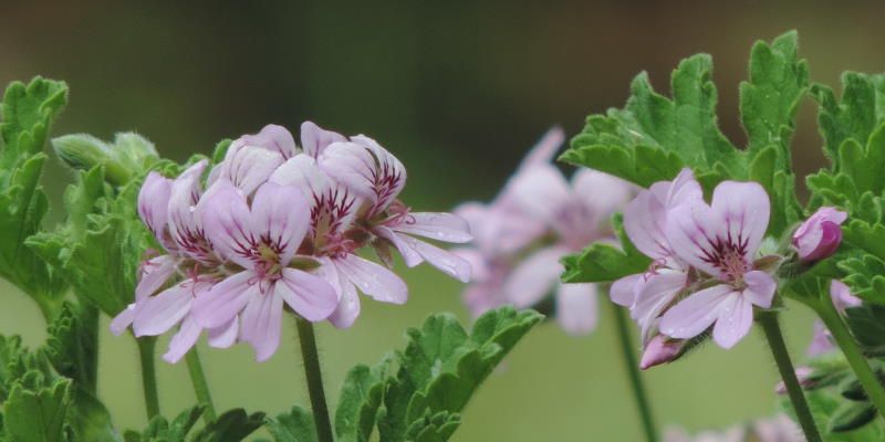 sweet scented geranium