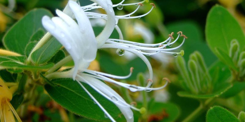Honeysuckle nutritional value