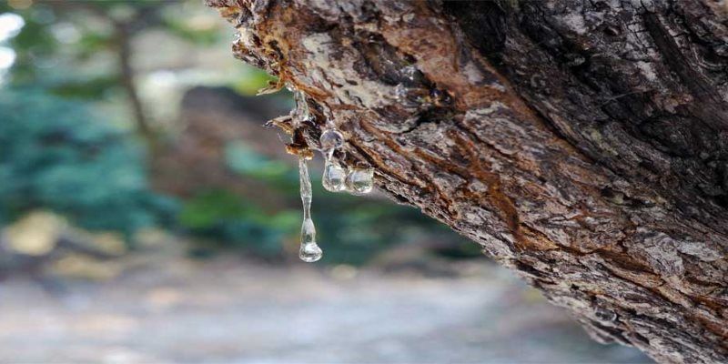 Mastic skin and hair benefits